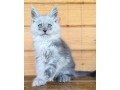 adorable-kittens-small-0