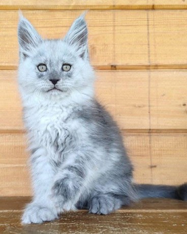 adorable-kittens-big-0