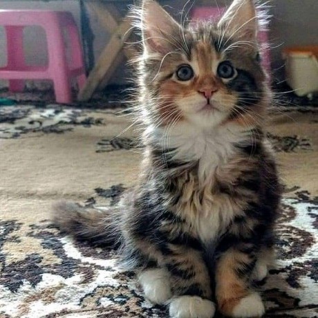 adorable-kittens-big-0