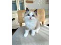 adorable-kittens-available-for-a-new-home-small-0