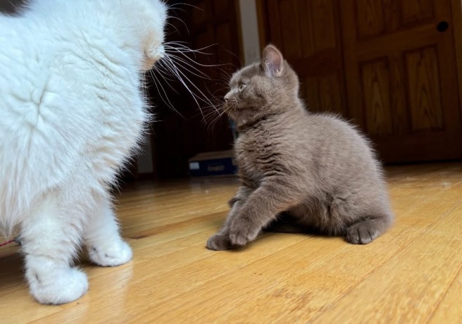 adorable-kittens-big-0