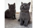 adorable-kittens-available-for-a-new-home-small-1