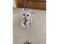 adorable-kittens-available-for-a-new-home-small-0