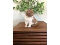 adorable-kittens-available-for-a-new-home-small-4