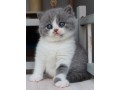adorable-kittens-available-for-a-new-home-small-3