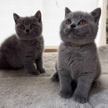 adorable-kittens-available-for-a-new-home-big-1