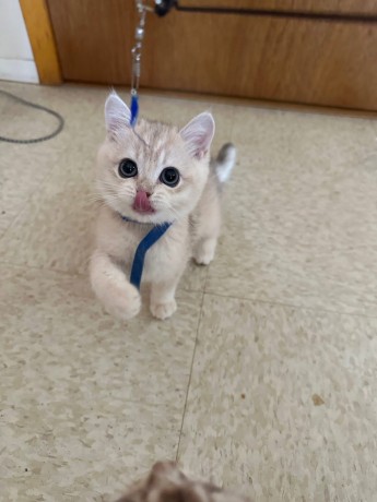 adorable-kittens-available-for-a-new-home-big-0