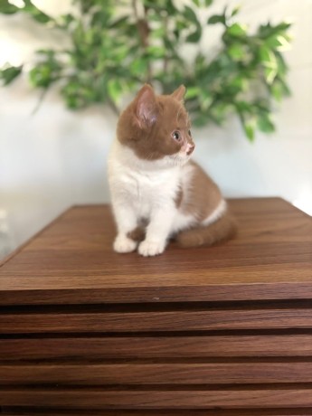 adorable-kittens-available-for-a-new-home-big-4