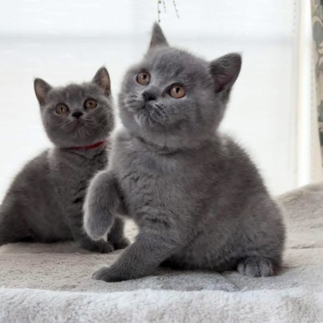 adorable-kittens-available-for-a-new-home-big-2
