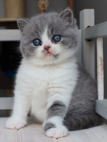 adorable-kittens-available-for-a-new-home-big-3