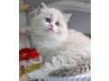 adorable-kittens-small-3