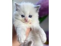 adorable-kittens-small-1