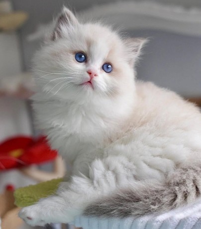 adorable-kittens-big-3