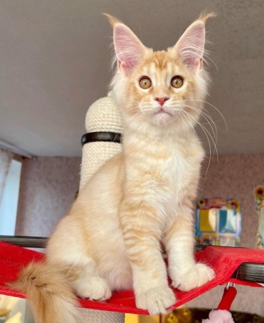 adorable-kittens-big-4