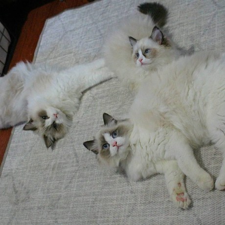 adorable-kittens-big-2