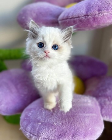 adorable-kittens-big-0