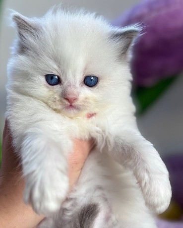 adorable-kittens-big-1
