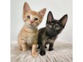 adorable-kittens-small-4