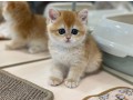 adorable-kittens-small-3