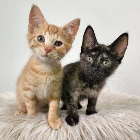 adorable-kittens-big-4