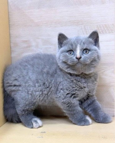 adorable-kittens-big-2