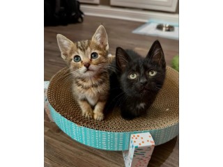 Adorable kittens