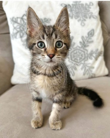 adorable-kittens-big-1