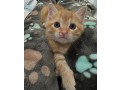adorable-kittens-small-2