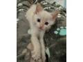 adorable-kittens-small-4