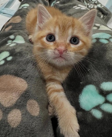 adorable-kittens-big-2