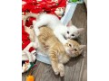 uaekittens-kittensforsaledubai-dubaikittens-persiankittensuae-kittensadoptionuae-dubaipetsforsale-uaepets-small-2
