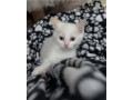 uaekittens-kittensforsaledubai-dubaikittens-persiankittensuae-kittensadoptionuae-dubaipetsforsale-uaepets-small-1