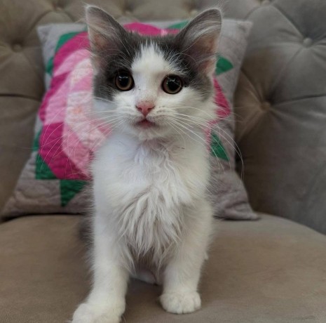 uaekittens-kittensforsaledubai-dubaikittens-persiankittensuae-kittensadoptionuae-dubaipetsforsale-uaepets-big-0