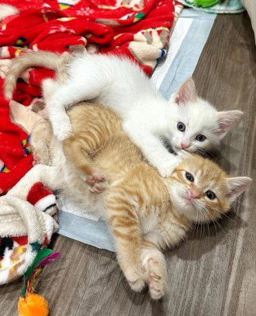 uaekittens-kittensforsaledubai-dubaikittens-persiankittensuae-kittensadoptionuae-dubaipetsforsale-uaepets-big-2