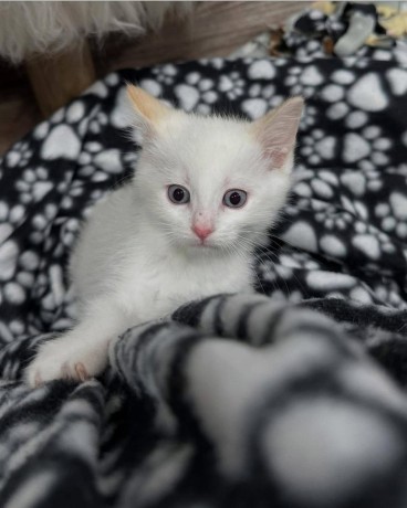 uaekittens-kittensforsaledubai-dubaikittens-persiankittensuae-kittensadoptionuae-dubaipetsforsale-uaepets-big-1