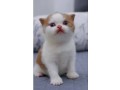 uaekittens-kittensforsaledubai-dubaikittens-persiankittensuae-kittensadoptionuae-dubaipetsforsale-uaepets-small-1