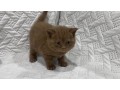 uaekittens-kittensforsaledubai-dubaikittens-persiankittensuae-kittensadoptionuae-dubaipetsforsale-uaepets-small-4