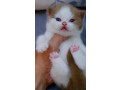 uaekittens-kittensforsaledubai-dubaikittens-persiankittensuae-kittensadoptionuae-dubaipetsforsale-uaepets-small-0
