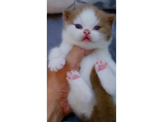 Uaekittens 		#kittensforsaleDubai 		#dubaikittens 		#persiankittensuae 		#kittensadoptionuae 		#dubaipetsforsale 		#uaepets