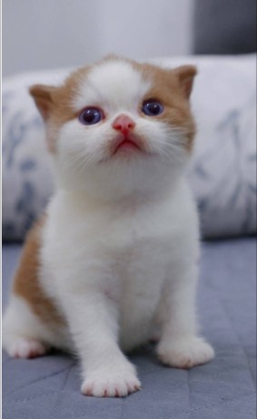 uaekittens-kittensforsaledubai-dubaikittens-persiankittensuae-kittensadoptionuae-dubaipetsforsale-uaepets-big-1