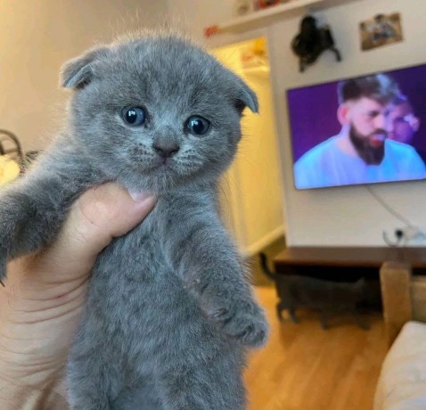 uaekittens-kittensforsaledubai-dubaikittens-persiankittensuae-kittensadoptionuae-dubaipetsforsale-uaepets-big-3