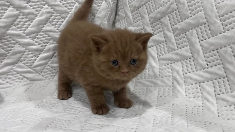 uaekittens-kittensforsaledubai-dubaikittens-persiankittensuae-kittensadoptionuae-dubaipetsforsale-uaepets-big-4
