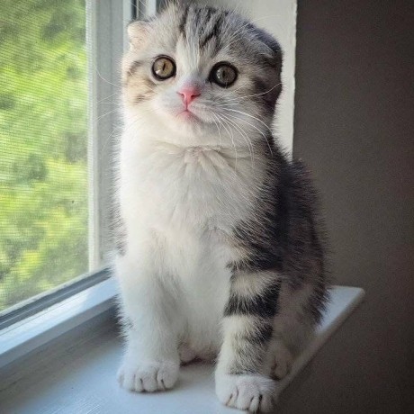 uaekittens-kittensforsaledubai-dubaikittens-persiankittensuae-kittensadoptionuae-dubaipetsforsale-uaepets-big-2