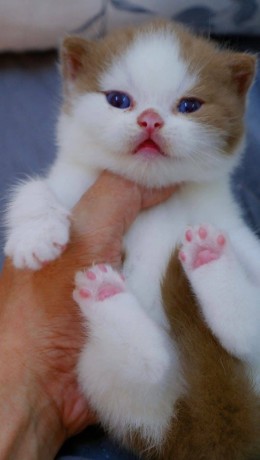 uaekittens-kittensforsaledubai-dubaikittens-persiankittensuae-kittensadoptionuae-dubaipetsforsale-uaepets-big-0