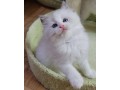 uaekittens-kittensforsaledubai-dubaikittens-persiankittensuae-kittensadoptionuae-dubaipetsforsale-uaepets-small-3