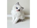uaekittens-kittensforsaledubai-dubaikittens-persiankittensuae-kittensadoptionuae-dubaipetsforsale-uaepets-small-0