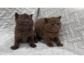 uaekittens-kittensforsaledubai-dubaikittens-persiankittensuae-kittensadoptionuae-dubaipetsforsale-uaepets-small-1