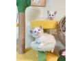 uaekittens-kittensforsaledubai-dubaikittens-persiankittensuae-kittensadoptionuae-dubaipetsforsale-uaepets-small-4
