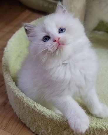 uaekittens-kittensforsaledubai-dubaikittens-persiankittensuae-kittensadoptionuae-dubaipetsforsale-uaepets-big-3
