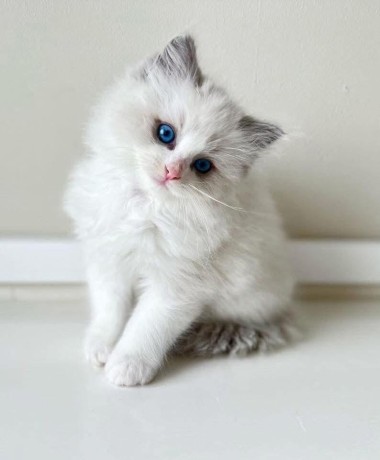 uaekittens-kittensforsaledubai-dubaikittens-persiankittensuae-kittensadoptionuae-dubaipetsforsale-uaepets-big-0